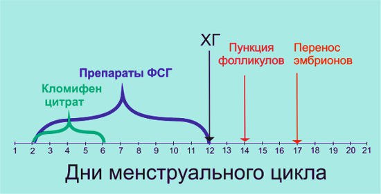 сколько дней длится стимуляция при эко до пункции. Смотреть фото сколько дней длится стимуляция при эко до пункции. Смотреть картинку сколько дней длится стимуляция при эко до пункции. Картинка про сколько дней длится стимуляция при эко до пункции. Фото сколько дней длится стимуляция при эко до пункции