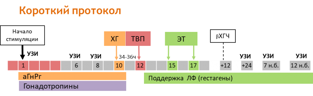 Сколько длится протокол. Стимуляция овуляции эко схема. Длинный протокол стимуляции овуляции. Схема короткого протокола эко по дням. Как выглядит протокол эко.