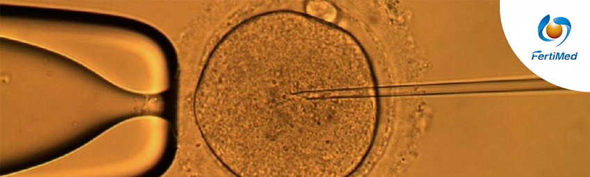 Процесс введения сперматозоида в цитоплазму ооцита