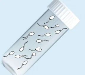 Тератозооспермия и инсеминация