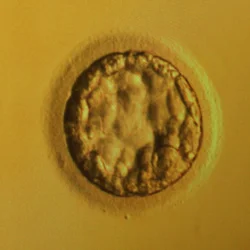 Чем дышат эмбрионы?