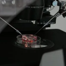 Чем отличается ЭКО от ИКСИ